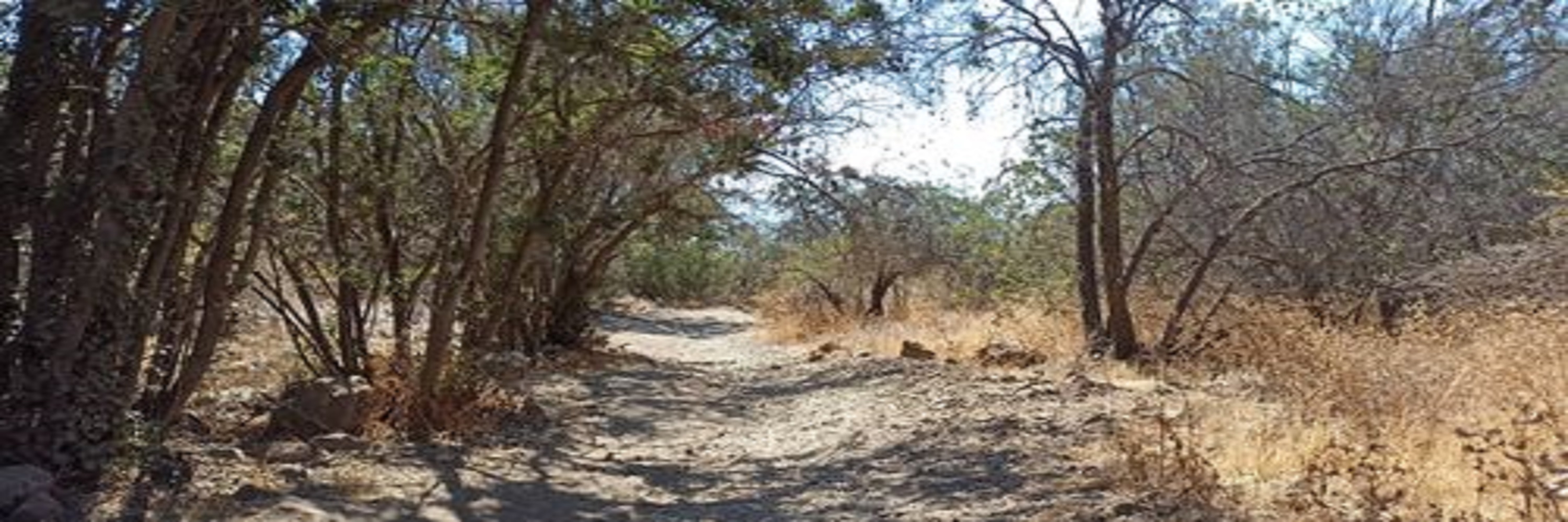 Picture of a desert like running path.